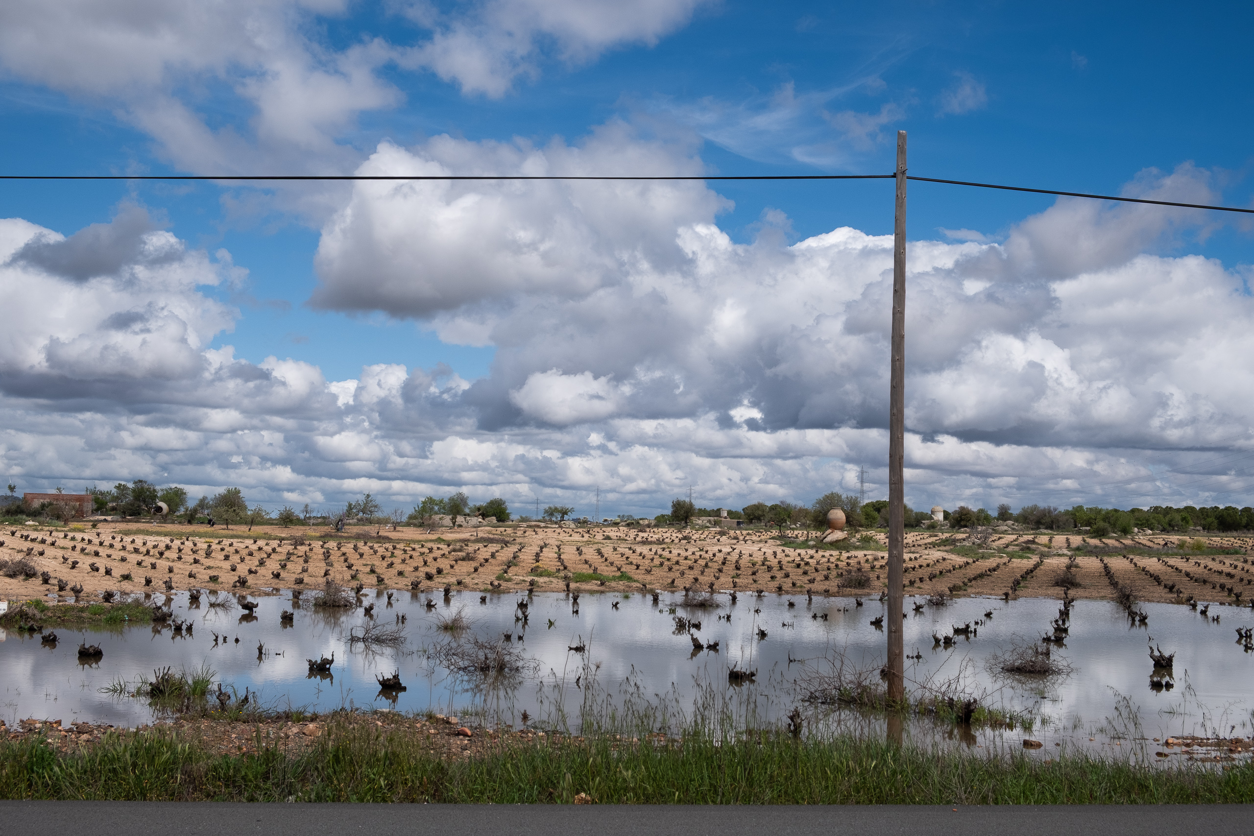 Überschwemmte Weinstöcke – Folgen der anhaltenden Niederschläge